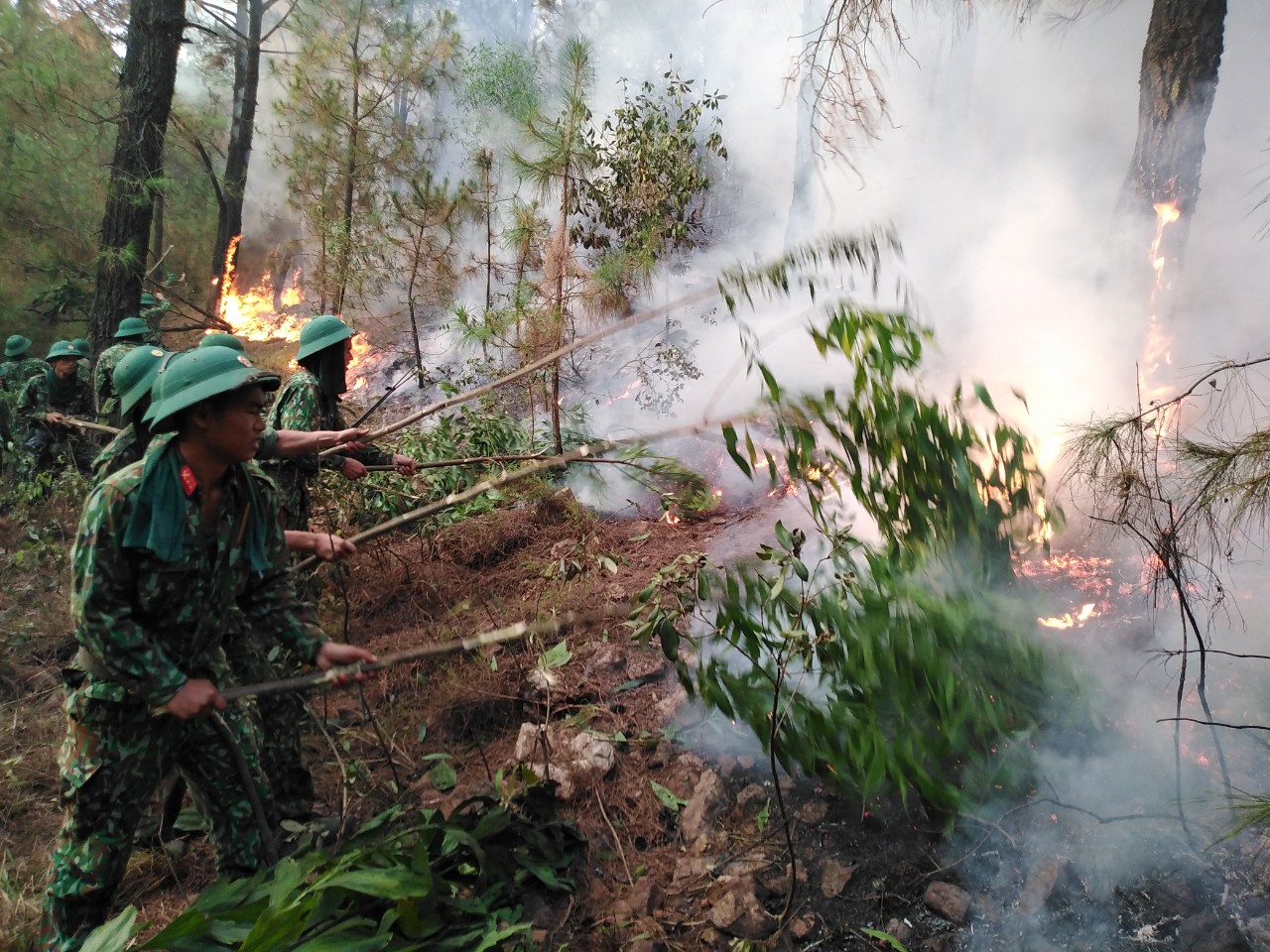 Nỗ lực cứu rừng ở Nghệ An    